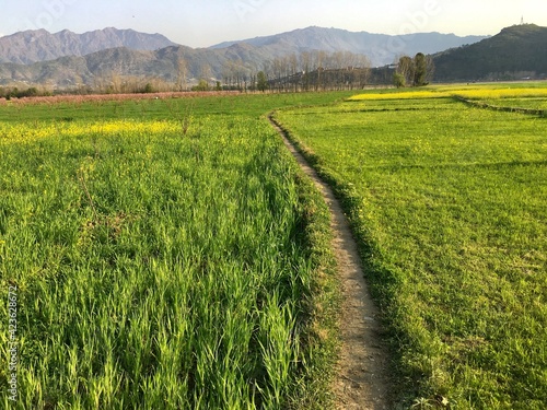 Pathway in the fields of wheat and mustrad