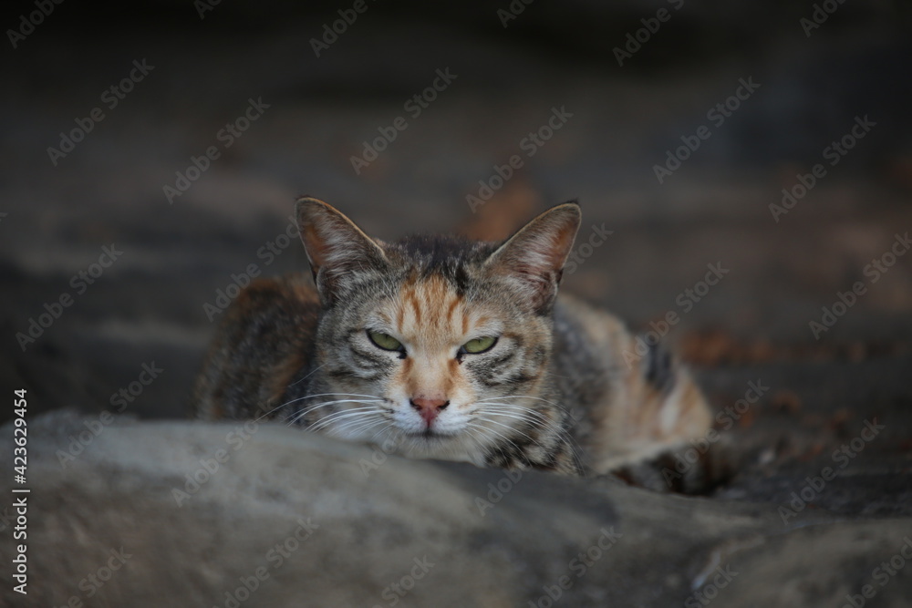 CAT CAT
