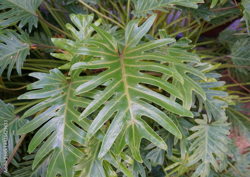 The Philodendron Xanadu, a green tropical plant