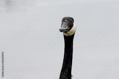 Canada Goose looking at the camera. Head and neck portrait resembling a mug shot.