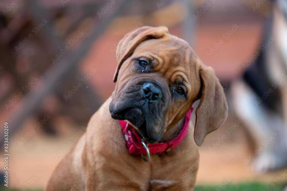 english bulldog portrait english bulldog portrait
