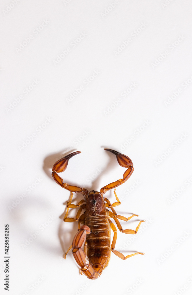 Scorpion ready to attack with the stinger on white background Scorpion ready to attack with the stinger on white background