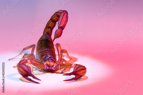 Scorpion ready to attack with the stinger on red background