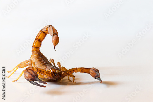Scorpion ready to attack with the stinger on white background