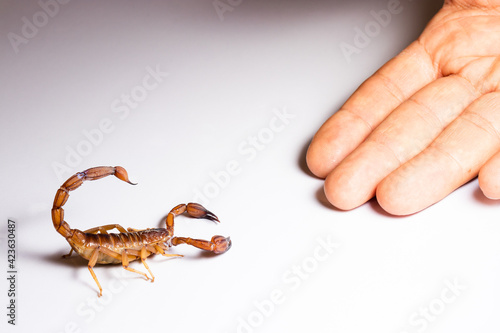 Scorpion ready to attack with the stinger on white background