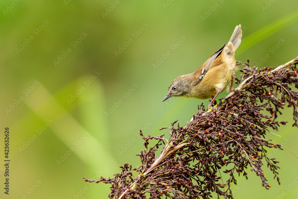 Naklejka premium A small dark olive-brown bird, grey throat and dull red-brown flanks, belly and rump and distinctive white lines above and below the eye known as the White-browed Scrubwren (Sericornis frontalis).