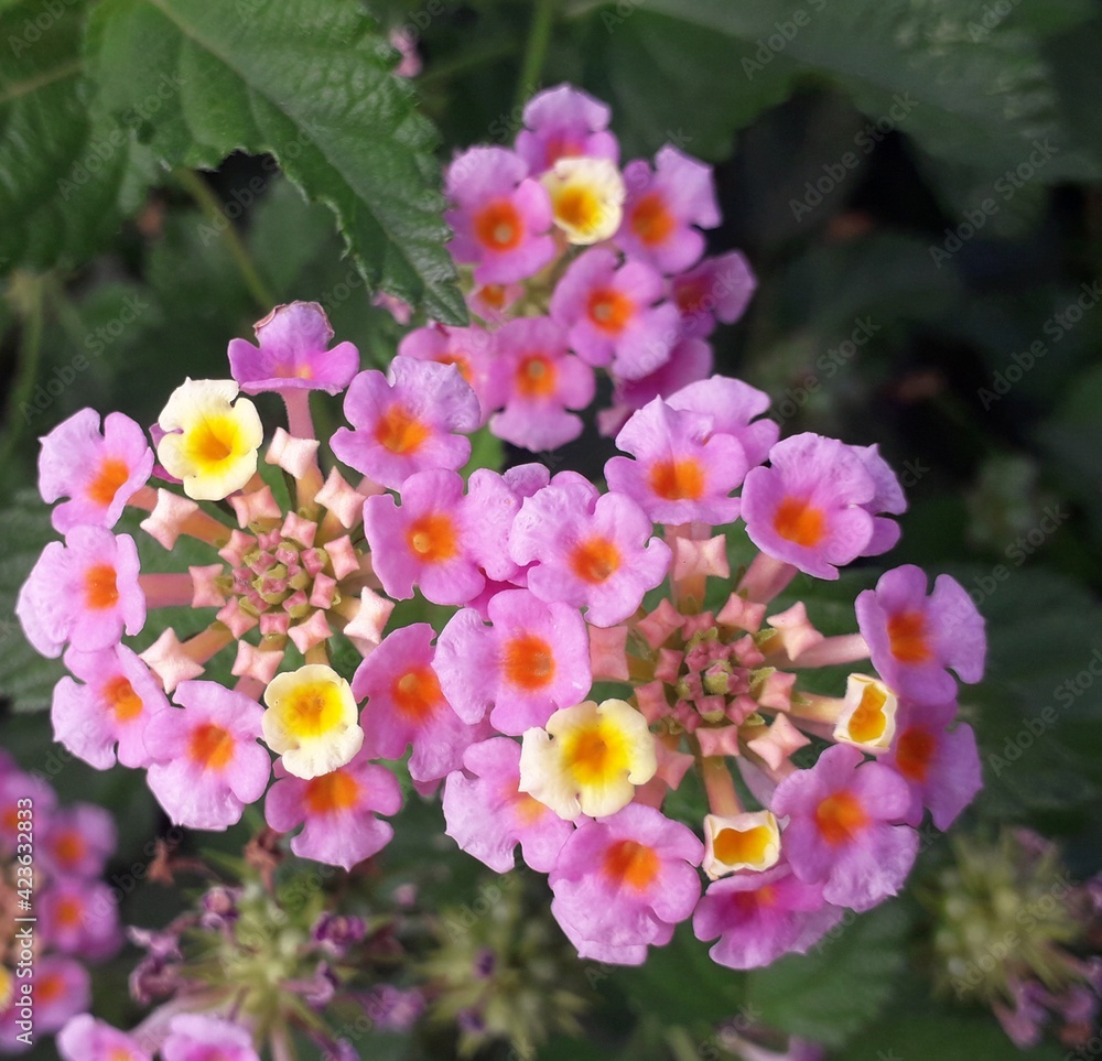 Acercamiento de bellas florecitas Acercamiento de bellas florecitas