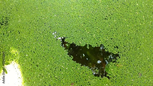 green moss on the ground