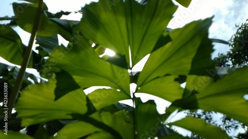leaves of a tree