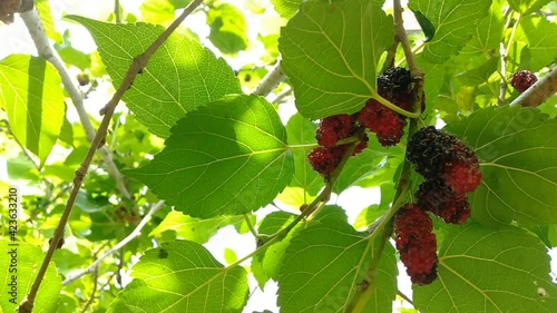 berries of a raspberry