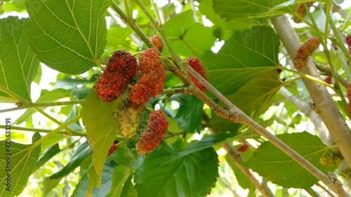 berries on a tree