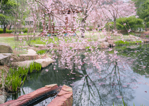 봄의 벚꽃놀이- cherryblossom photo