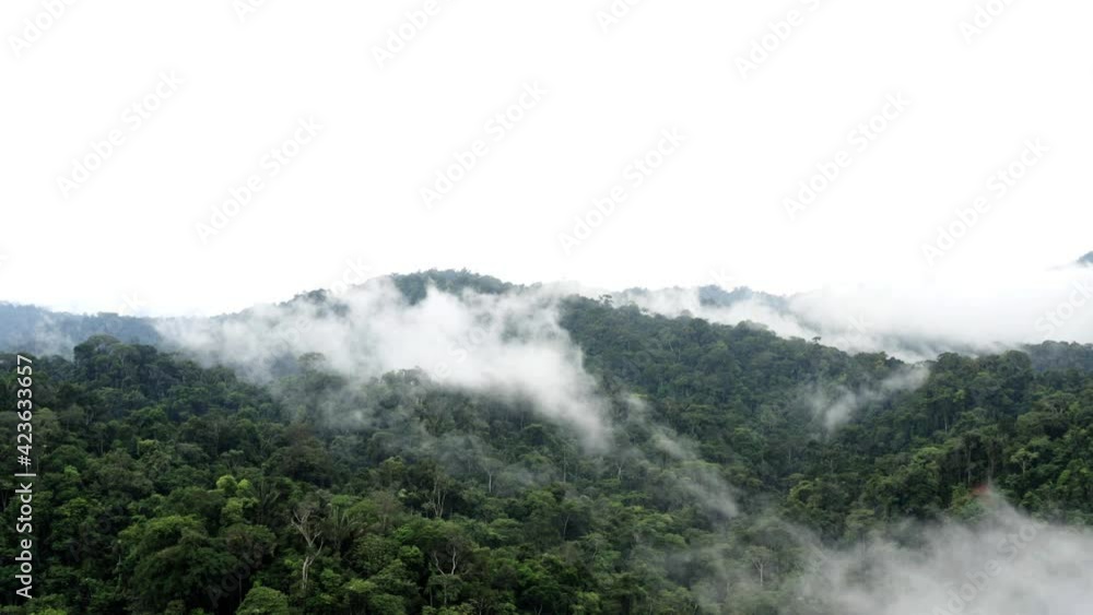 Aerial view of a tropical forest in the Amazon that is covered by layers of fog or clouds and with room for copyspace Aerial view of a tropical forest in the Amazon that is covered by layers of fog or clouds and with room for copyspace