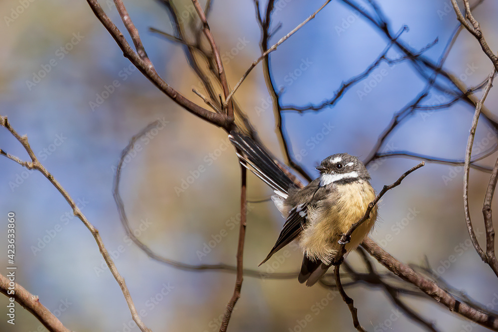 Grey Fantail (Rhipidura albiscapa). Both sexes are similar in appearance: plumage is grey above, white eyebrow, throat and tail edges. Grey Fantail (Rhipidura albiscapa). Both sexes are similar in appearance: plumage is grey above, white eyebrow, throat and tail edges.