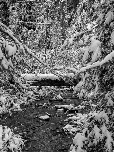 Winter forest scene