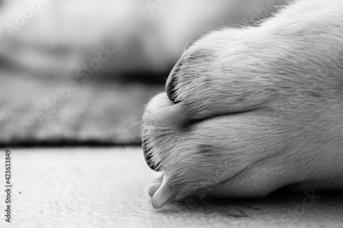 Black and white dog's paw closeup.