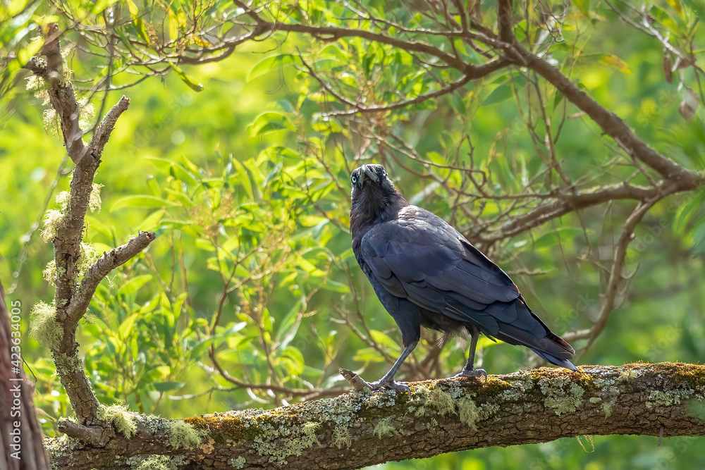 A large and heavy corvid, almost completely black, with a large bill and short tail known as the Forest Raven (Corvus tasmanicus). A large and heavy corvid, almost completely black, with a large bill and short tail known as the Forest Raven (Corvus tasmanicus).