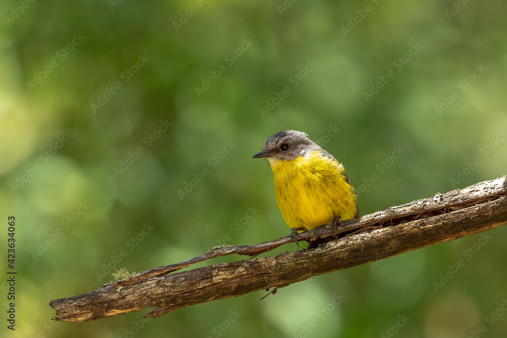 Fototapeta premium A medium sized mainly yellow robin with a grey back and head known as the Eastern Yellow Robin (Eopsaltria australis).