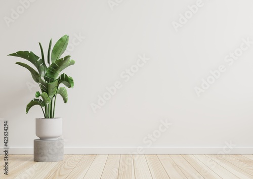 Empty room white walls with beautiful plants sideways on the floor.3d rendering.