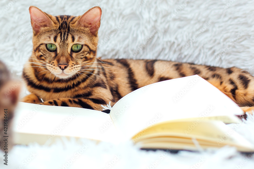 Bengal kitty cat laying on the white fury blanket with open diary Bengal kitty cat laying on the white fury blanket with open diary