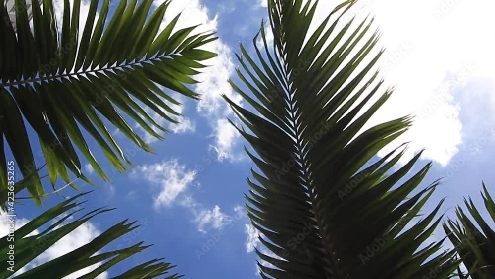 palm tree in moving in the blue sky palm tree in moving in the blue sky