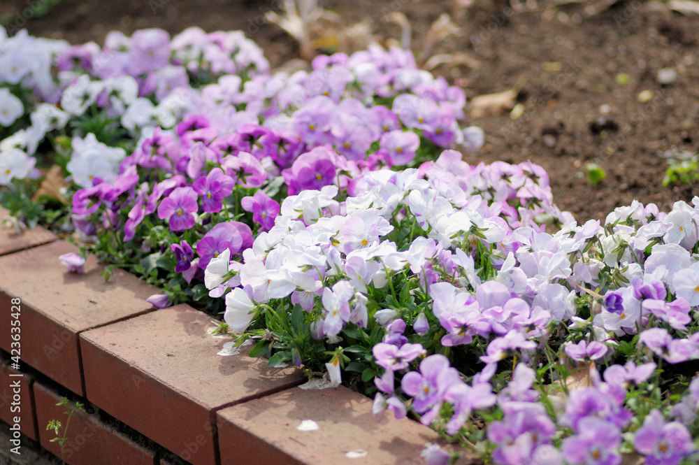 花壇で咲いているビオラの花 花壇で咲いているビオラの花