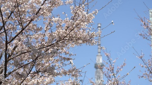 Cherry blossoms in Tokyo