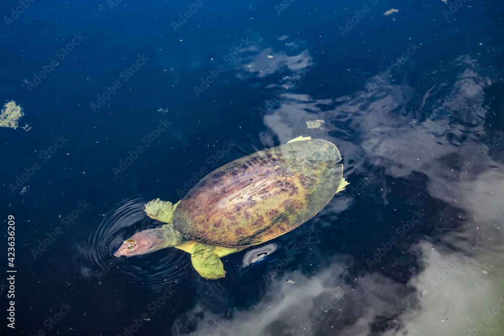 Swimming soft-shell turtle in the swamp Swimming soft-shell turtle in the swamp