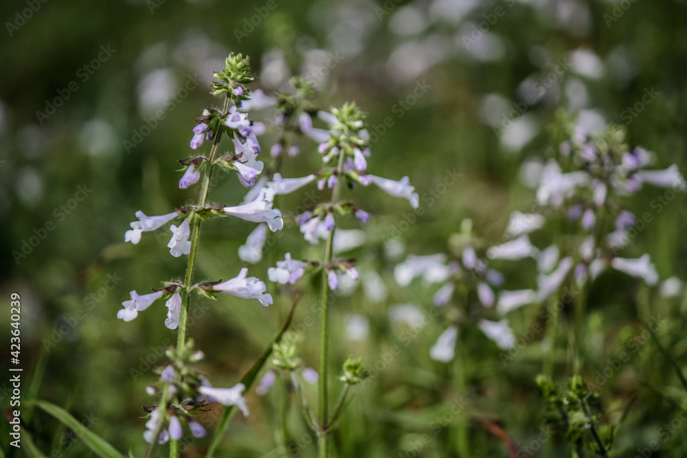 Blooming purple wildflowers by the many