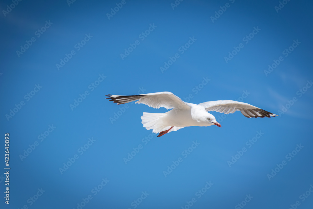 Fototapeta premium seagull in the sky