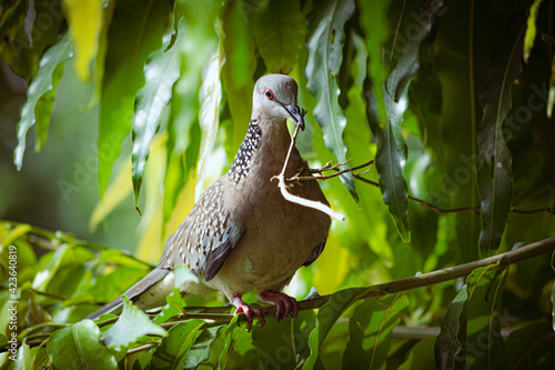 bird in the forest