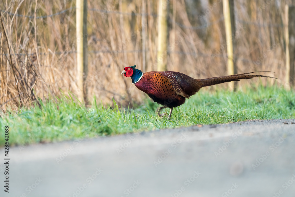 Fototapeta premium An Beautiful pheasant