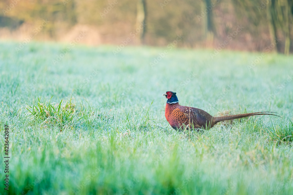 Fototapeta premium An Beautiful pheasant