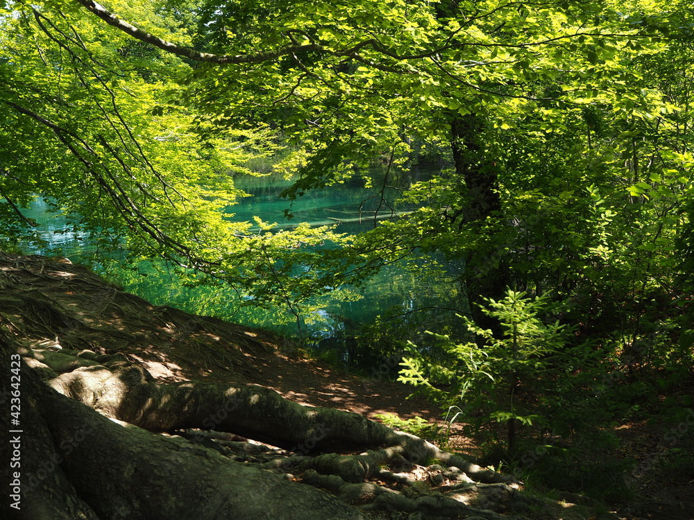 Obraz premium Plitvice Lakes National Park. Croatia 