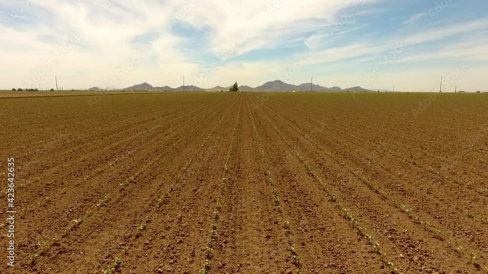 Drone shot of flying down the crop rows on a farm Drone shot of flying down the crop rows on a farm
