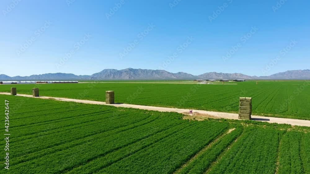 Wide rotating drone shot flying over a green filed of crops on a farm Wide rotating drone shot flying over a green filed of crops on a farm