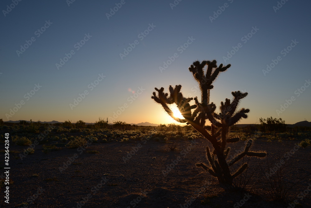 Cactus al atardecer en el desierto de Sonora