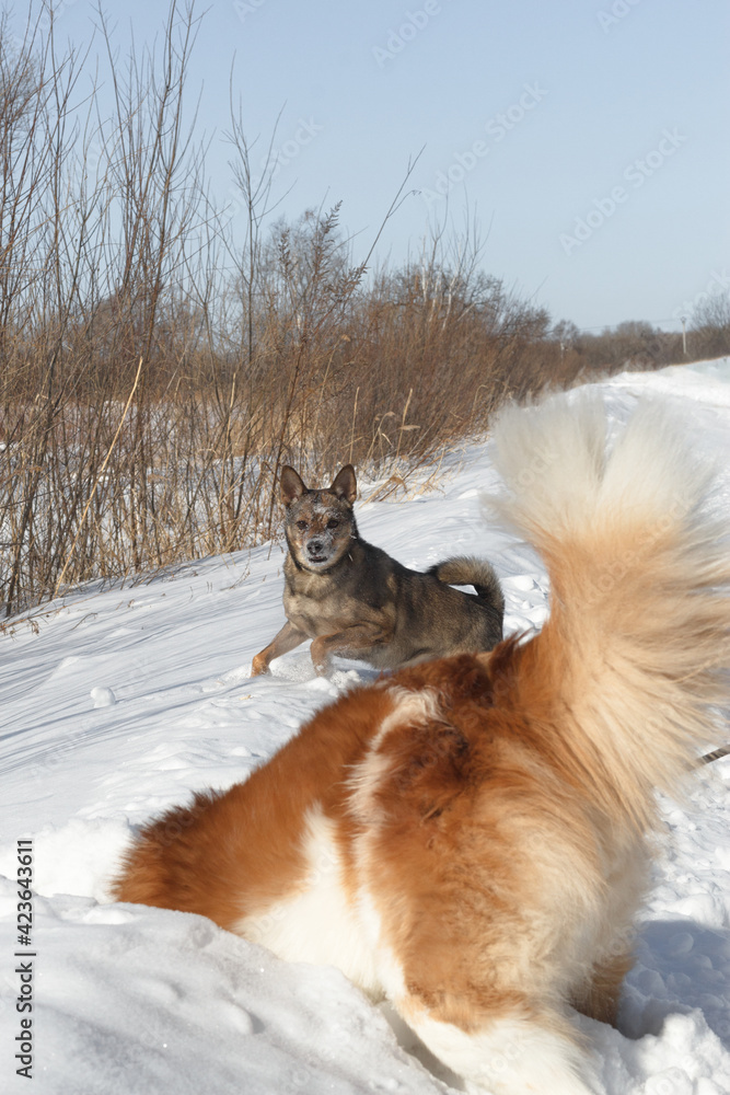 Dog for a walk in the winter in the park. Spending time with pets