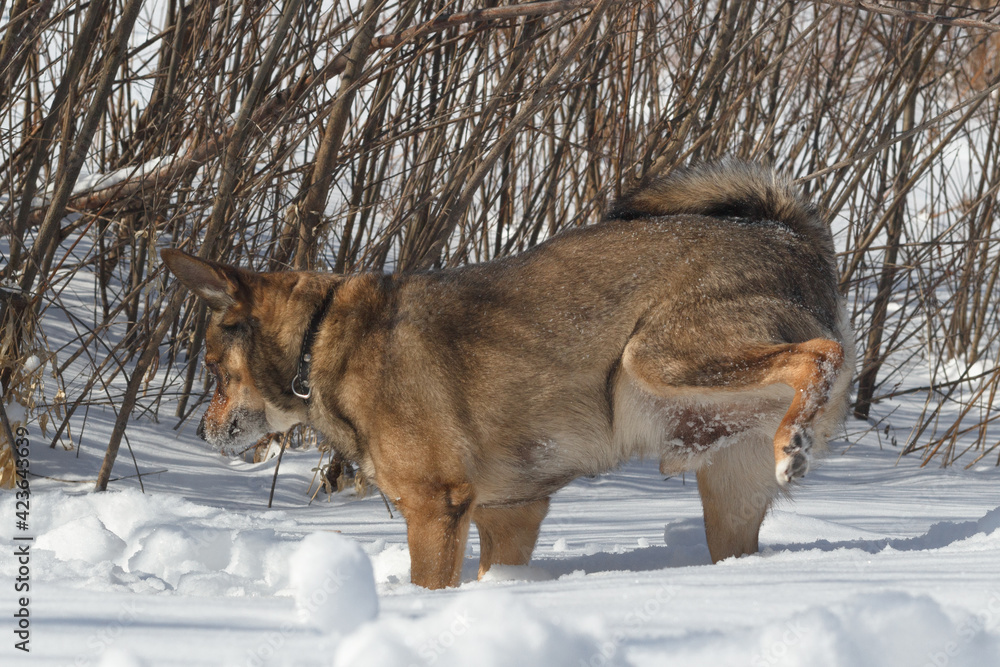 Dog for a walk in the winter in the park. Spending time with pets