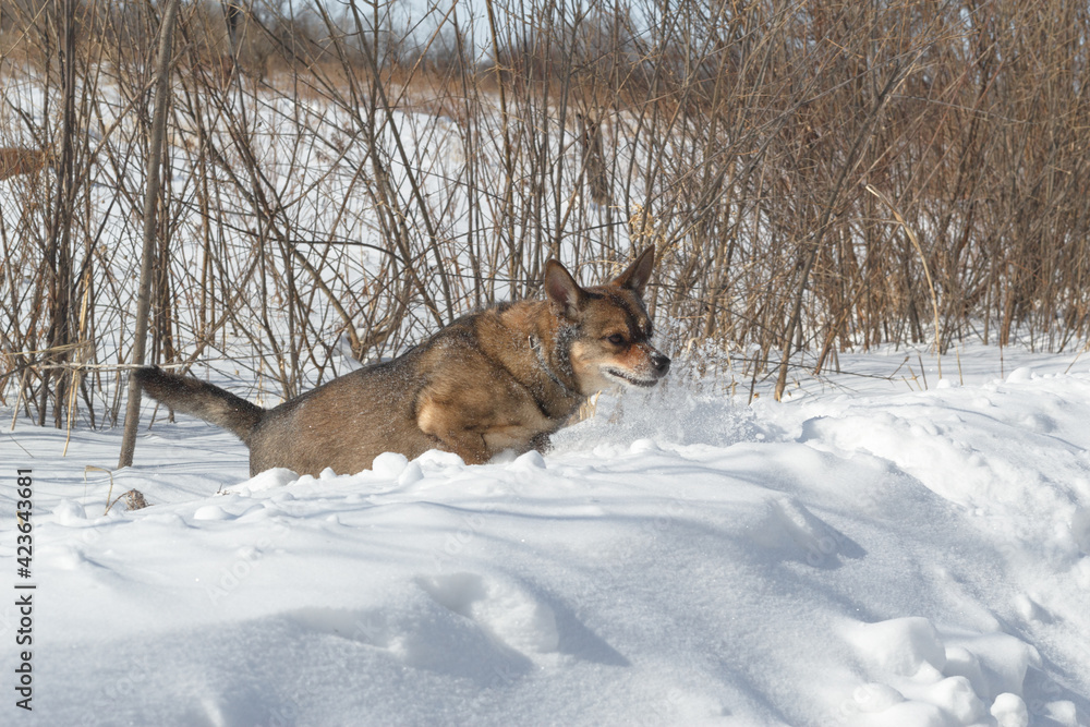 Dog for a walk in the winter in the park. Spending time with pets