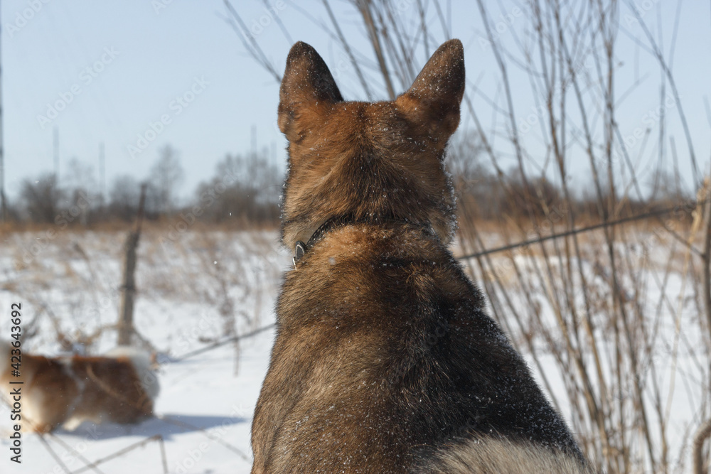 Dog for a walk in the winter in the park. Spending time with pets