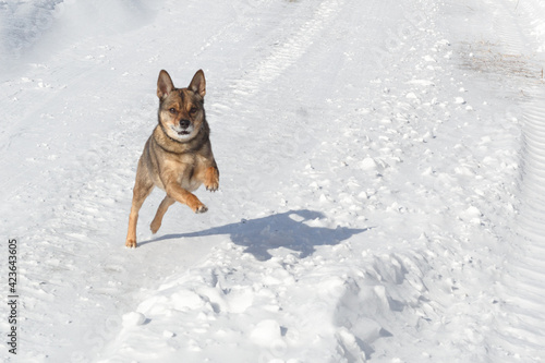 Dog for a walk in the winter in the park. Spending time with pets