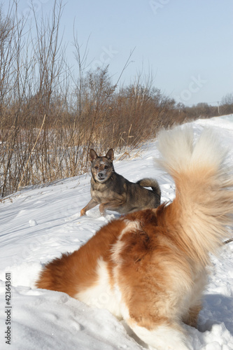 Obraz na płótnie Dog for a walk in the winter in the park. Spending time with pets w salonie