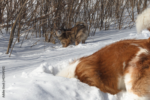 Obraz na płótnie Dog for a walk in the winter in the park. Spending time with pets w salonie