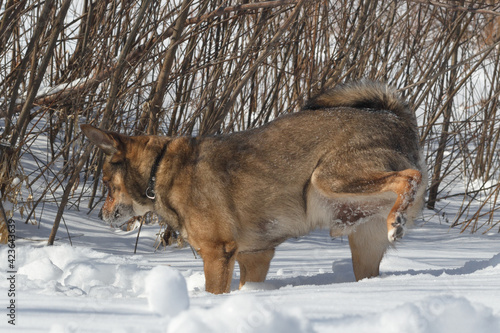 Obraz na płótnie Dog for a walk in the winter in the park. Spending time with pets w salonie