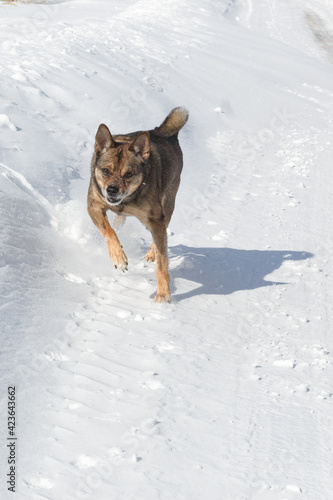 Dog for a walk in the winter in the park. Spending time with pets