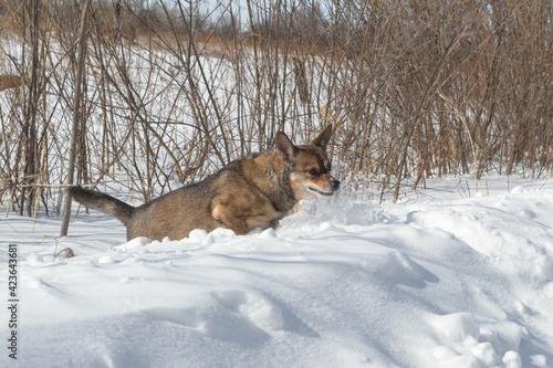 Obraz na płótnie Dog for a walk in the winter in the park. Spending time with pets w salonie