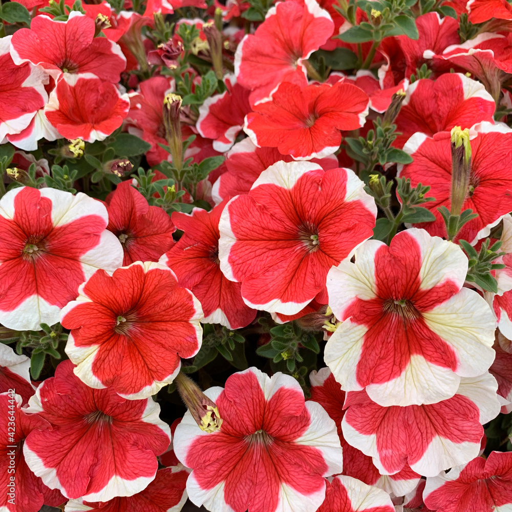 Obraz premium ペチュニア002