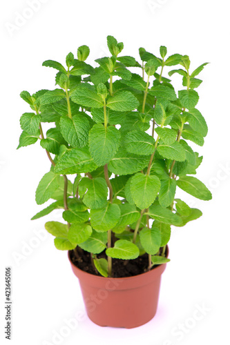 fresh pepper mint flowerpot plant leaves on white isolated