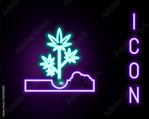 Glowing neon line Planting marijuana or cannabis plant in the ground icon isolated on black background. Marijuana growing concept. Hemp symbol. Colorful outline concept. Vector